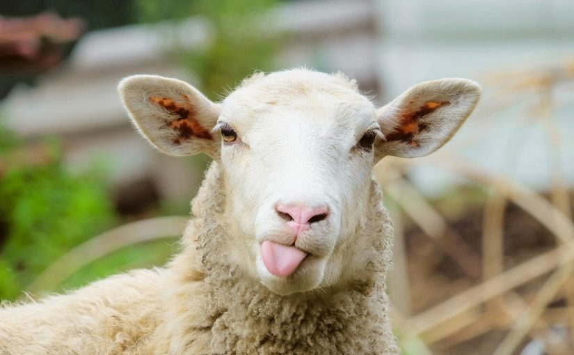 Heard about the herd?