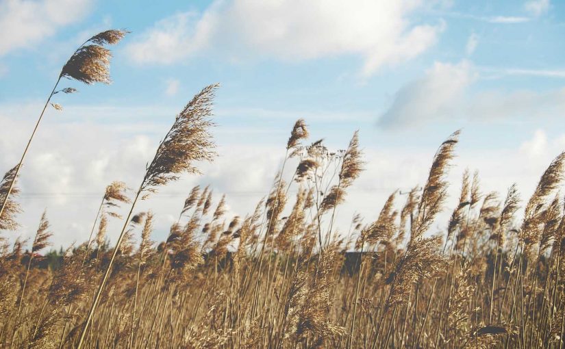 Can’t live without it