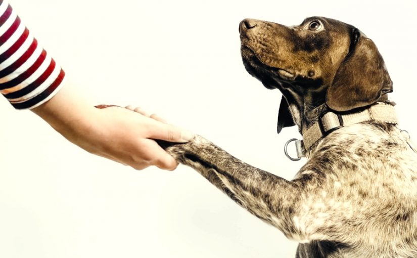 Trustworthy, loyal, helpful…