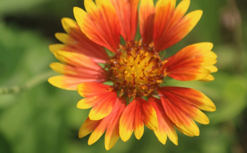 Yule wisdom from E.T.